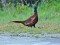 Phasianus colchius