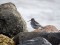 Calidris maritima