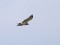 Circaetus gallicus