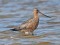 Bar-tailed Godwit (Limosa lapponica) Lielupe river mouth, Jurmala, 21-Jul-2017. © Igors Denisovs Limosa lapponica