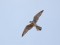 Red-footed Falcon (Falco vespertinus) Kolka, Dundaga county, 12-Mai-2018. © Ivars Brediks Falco vespertinus
