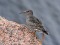 Purple Sandpiper (Calidris maritima) Liepaja harbor S pier, Liepaja, 06-Oct-2018. © Ainars Mankus Calidris maritima