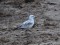 Mediterranean Gull (Ichthyaetus melanocephalus) Eimuri, Adazi county, 07-Oct-2018. © Edgars Smislovs Ichthyaetus melanocephalus