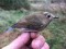Red-flanked bluetail (Tarsiger cyanurus) Jurmalciems, Nica county, 07-Oct-2018. © Ivars Brediks Tarsiger cyanurus
