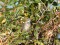 Bluethroat (Luscinia svecica) Daugavpils, 08-Oct-2018. © Andris Erts Luscinia svecica