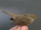 Dusky Warbler (Phylloscopus fuscatus) Ainazi, Salacgriva county, 08-Oct-2018. © Aigars Kalvans Phylloscopus fuscatus