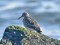 Purple Sandpiper (Calidris maritima) Mangalsala pier, Riga, 12-Oct-2018. © Igors Denisovs Calidris maritima
