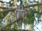 Northern Hawk-Owl (Surnia ulula) Kaderi heath surroundings, Kuldiga county, 13-Oct-2018. © Marita Kruze Surnia ulula