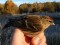 Lesser Redpoll (Acanthis cabaret) Nereta surroundings, Nereta county, 20-Oct-2018. © Kaspars Funts Acanthis cabaret