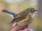 Red-flanked Bluetail (Tarsiger cyanurus) Lauteri, Salacgriva county, 20-Oct-2018. © Edgars Smislovs Tarsiger cyanurus