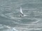 Arctic Tern (Sterna paradisaea) Liepaja harbor S pier, Liepaja, 23-Oct-2018. © Aymeric Mousseau Sterna paradisaea