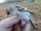 Arctic Redpoll (Acanthis hornemanni) Birzgale surroundings, Kegums county, 26-Oct-2018. © Dmitrijs Boiko Acanthis hornemanni