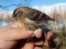 Lesser Redpoll (Acanthis cabaret) Birzgale surroundings, Kegums county, 28-Oct-2018. © Dmitrijs Boiko Acanthis cabaret