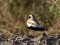 Desert Wheatear (Oenanthe deserti) Liepaja harbor S pier, Liepaja, 31-Oct-2018. © Aymeric Mousseau Oenanthe deserti
