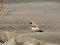 Desert Wheatear (Oenanthe deserti) Liepaja harbor S pier, Liepaja, 31-Oct-2018. © Aymeric Mousseau Oenanthe deserti