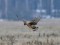 Northern Harrier (Circus cyaneus) Kalngale fields, Carnikava county, 02-Dec-2018. © Igors Denisovs Circus cyaneus