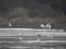 Great Egret (Ardea alba) Daugava river, Daugavpils, 10-Dec-2018. © Andris Erts Ardea alba