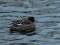 Wigeon (Anas penelope) Mara pond, Riga, 22-Dec-2018. © Juris Vigulis Anas penelope