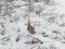 Great Bittern (Botaurus stellaris) Aluksne lake, Aluksne county, 22-Dec-2018. © Ugis Zavadskis Botaurus stellaris