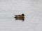 Wigeon (Anas penelope) Zirgu islet, Liepaja, 23-Dec-2018. © Ainars Mankus Anas penelope