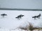 Barnacle Goose (Branta leucopsis) Skrunda, Skrunda county, 23-Dec-2018. © Ainars Mankus Branta leucopsis