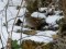 Dunnock (Prunella modularis) Zirgu islet, Liepaja, 23-Dec-2018. © Ainars Mankus Prunella modularis