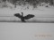 Great Cormorant (Phalacrocorax carbo) Daugava river, Daugavpils, 24-Dec-2018. © Andris Erts Phalacrocorax carbo