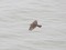 Water Pipit (Anthus spinoletta) Liepaja harbor S pier, Liepaja, 27-Dec-2018. © Karlis Millers Anthus spinoletta