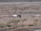 Common Crane (Grus grus) Kalngale fields, Carnikava county, 29-Dec-2018. © Igors Denisovs Grus grus