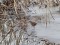 Water Rail (Rallus aquaticus) Burtnieks lake, Burtnieks county, 31-Dec-2018. © Janis Ukass Rallus aquaticus