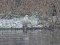 Great Egret (Ardea alba) Kisezers lake, Riga, 02-Jan-2019. © Igors Denisovs Ardea alba