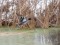 Eurasian Teal (Anas crecca) Cempu str. ponds, Valmiera, 05-Jan-2019. © Janis Ukass Anas crecca
