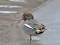Eurasian Teal (Anas crecca) Sarkandaugava, Riga, 09-Jan-2019. © Igors Denisovs Anas crecca