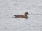 Eurasian Wigeon (Anas penelope) Gulf of Riga next to Mangalsala, Riga, 09-Jan-2019. © Igors Denisovs Anas penelope