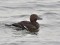 Steller's Eider (Polysticta stelleri) Mangalsala pier, Riga, 09-Jan-2019. © Igors Denisovs Polysticta stelleri