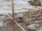 Arctic Redpoll (Acanthis hornemanni) Rudupe river mouth, Pavilosta county, 12-Jan-2019. © Ritvars Rekmanis Acanthis hornemanni