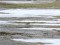 Water Pipit (Anthus spinoletta) Liepaja harbor S pier, Liepaja, 12-Jan-2019. © Karlis Millers Anthus spinoletta