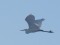 Great Egret (Ardea alba) Dienvidsuseja river, Nereta county, 12-Jan-2019. © Kaspars Funts Ardea alba