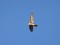 Peregrine Falcon (Falco peregrinus) L.B.T. grain terminal, Liepaja, 12-Jan-2019. © Karlis Millers Falco peregrinus