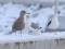 Glaucous Gull (Larus hyperboreus) Mersrags harbor, Mersrags, 12-Jan-2019. © Edgars Smislovs Larus hyperboreus