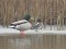 Eurasian Teal (Anas crecca) Cirava, Aizpute county, 13-Jan-2019. © Ritvars Rekmanis Anas crecca