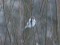 Arctic Redpoll (Acanthis hornemanni) Osu str., Jurmala, 18-Jan-2019. © Marcis Tirums Acanthis hornemanni