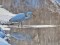 Great Egret (Ardea alba) Carnikava, 22-Jan-2019. © Igors Denisovs Ardea alba