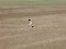 Hen Harrier (Circus cyaneus) Nica fields, Nica county, 25-Jan-2019. © Karlis Millers Circus cyaneus