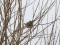 Pine Bunting (Emberiza leucocephalos) Nica fields, Nica county, 25-Jan-2019. © Karlis Millers Emberiza leucocephalos
