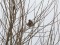 Pine Bunting (Emberiza leucocephalos) Nica fields, Nica county, 25-Jan-2019. © Karlis Millers Emberiza leucocephalos