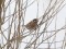 Pine Bunting (Emberiza leucocephalos) Nica fields, Nica county, 25-Jan-2019. © Karlis Millers Emberiza leucocephalos