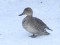 Northern Pintail (Anas acuta) Strazdupite river, Riga, 31-Jan-2019. © Ruslans Matrozis Anas acuta