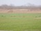 Branta canadensis