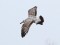 Larus cachinnans